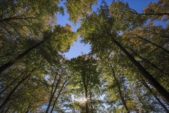 Beech forest in autumn