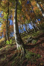 Beech forest in autumn