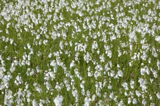 Cotton grass