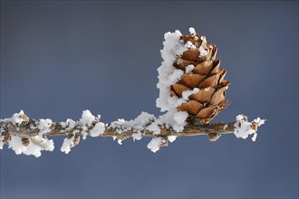 Larch cone with hoarfrost