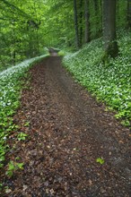 Deciduous forest with flowering Ramsons