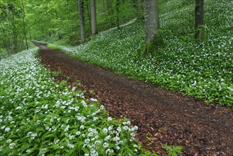 Deciduous forest with blooming wild garlic in spring