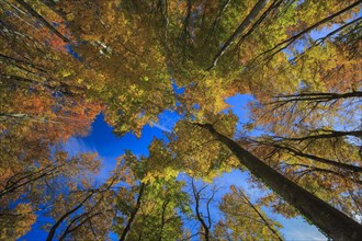 Beech forest in autumn