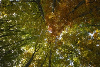 Beech forest in autumn