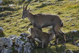 Alpine ibex with fawn