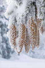 Fir cone with hoarfrost