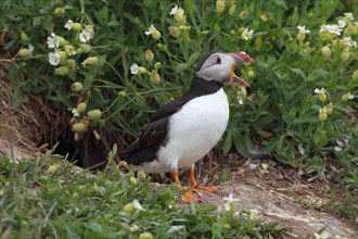 Puffin