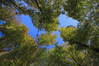 Beech forest in autumn