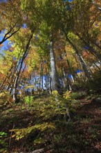 Beech forest in autumn