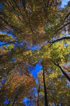 Beech forest in autumn