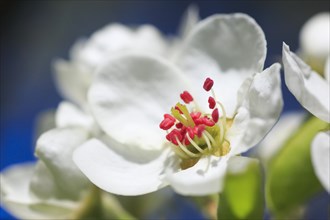 Pear Flower