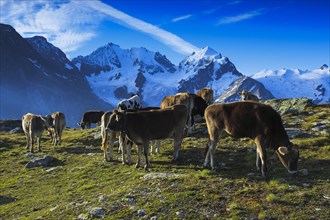 Cattle in the Upper Engadine