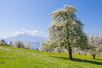 View of Pilatus and Lake Lucerne