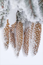 Fir cone with hoarfrost