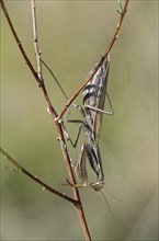 European mantis