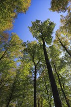 Beech forest in autumn