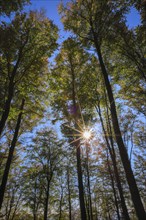 Beech forest in autumn