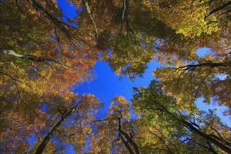 Beech forest in autumn