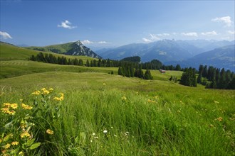 Alp Palfries with Tschuggen