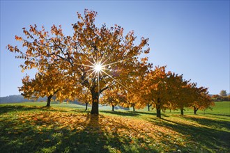 Cherry trees in autumn
