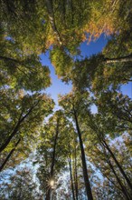 Beech forest in autumn