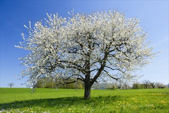 Pear tree in spring