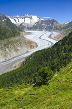 Bathtub horns and Aletsch Glacier