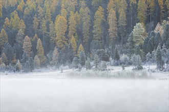 Larch and spruce forest on Lake Stazersee