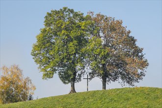 Oaks and wooden cross