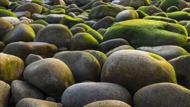 Stones overgrown with algae