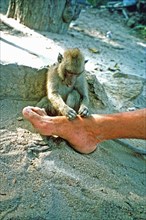 Monkey licks a man's foot