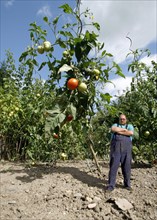 Farmer with giant tomatoes
