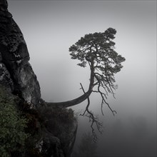 The Poelking pine or Wehlkiefer at the Bastei
