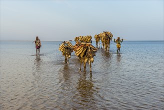 Camels and donkeys loaded with rock salt plates walk through a salt lake