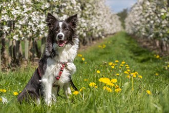 Border Collie in the old country