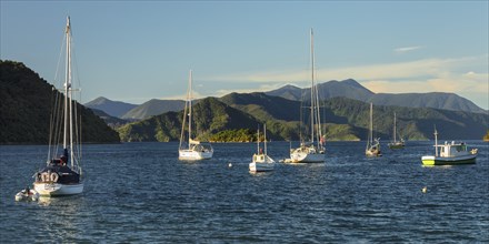 Sailing boats in Picton harbour at sunset