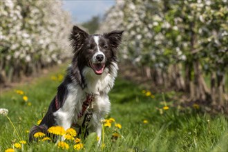 Border Collie in the old country