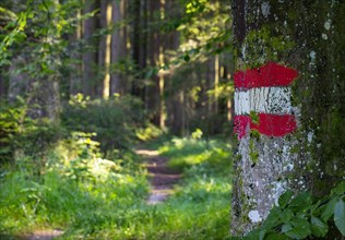 Forest path with waymarking on a tree