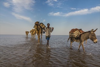 Camels and donkeys loaded with rock salt plates walk through a salt lake