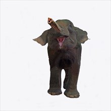 Elephant with small trunk