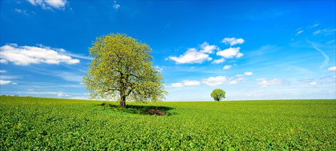 Solitary horse chestnuts on a green field