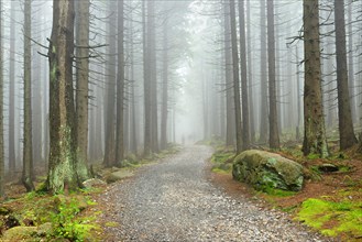 Hiking trail winds through misty spruce forest