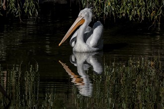 Pelican reflection on the water with a black background