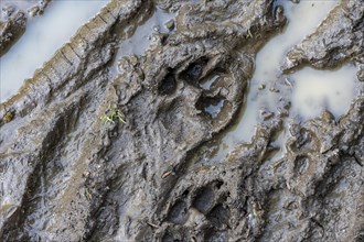 Trail of a dog's paw in the mud