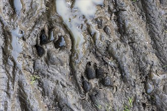 Trail of a dog's paw in the mud