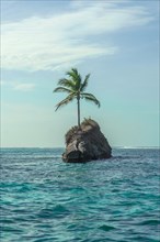 Single palm tree on rocks in water