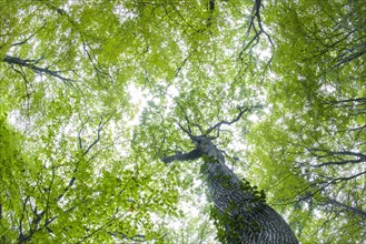 Tree crown