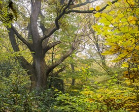 Autumn in the jungle Baumweg