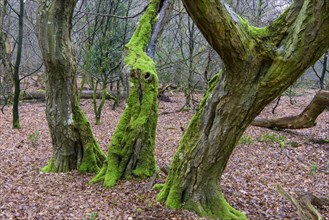 Old mossy tree trunks