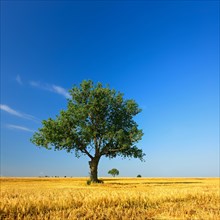 Solitary tree on half harvested cereal field in summer